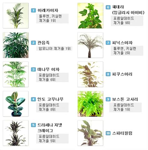 공기 정화 식물 순위